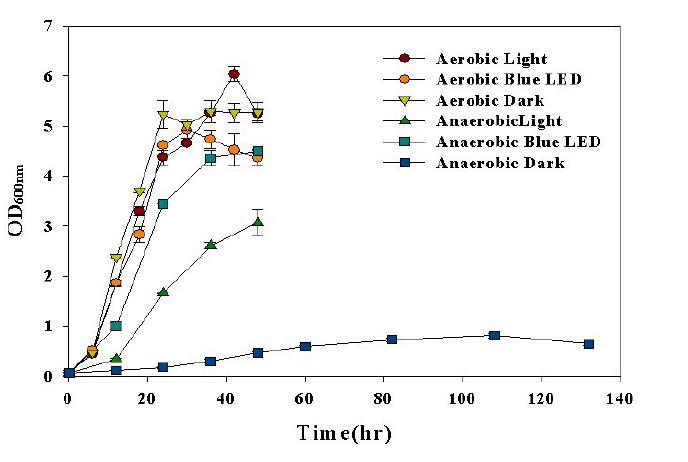 다양한 빛, 호흡 조건에서의 R. sphaeroides의 성장 곡선