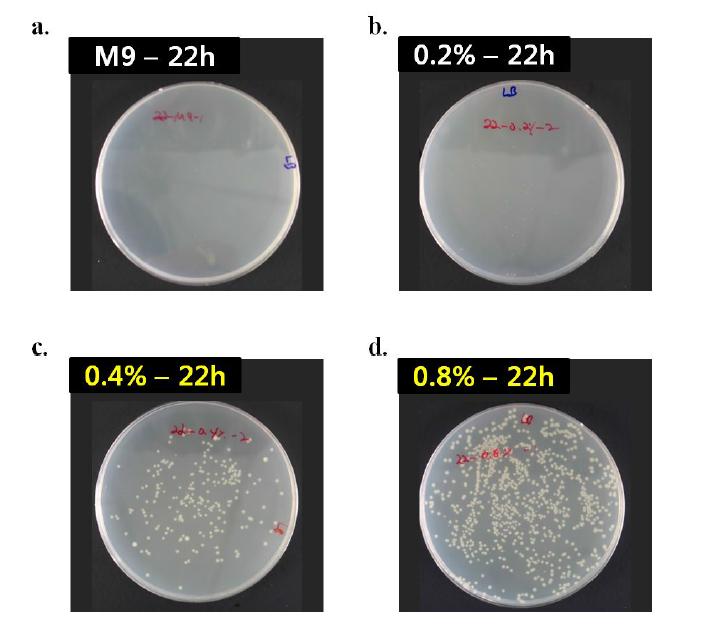 PACs의 농도별 첨가에 따른 E. coli의 CFU 측정을 위한 spreading 결과 사진