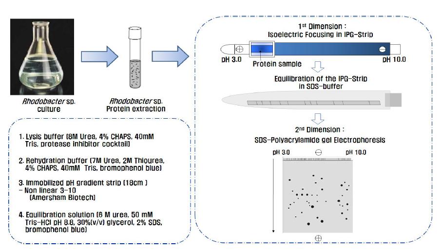 R. sphaeroides의 최적화된 proteome map 조건