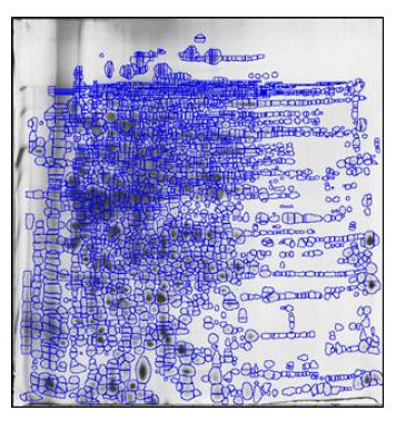 L24 조건에서 자란 R. sphaeroides 균주의 pH 3-10사이의 proteome map