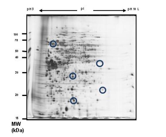 L24 조건에서 자란 R. sphaeroides 균주의 pH 3-10사이의 동정된 단백질