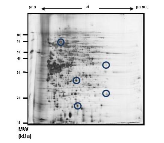 D24 조건에서 자란 R. sphaeroides 균주의 pH 3-10사이의 동정된 단백질