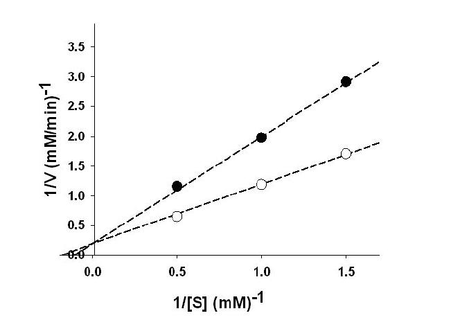 비고정화 및 고정화 탄산무수화 효소의 Lineweaver-Burk plots 효소반응 속도 분석 결과