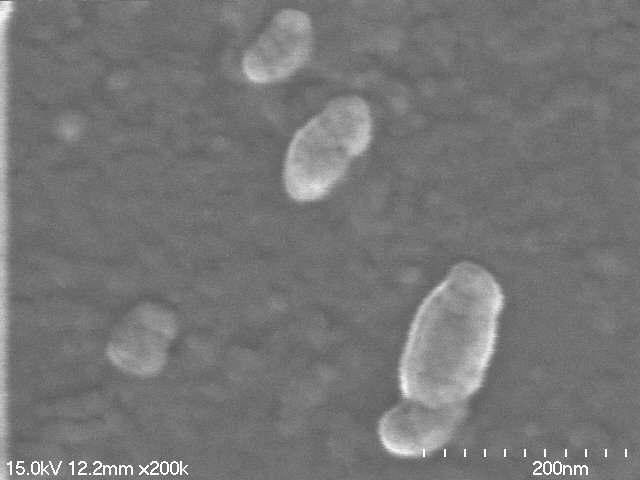 Nano Y-Filler의 SEM image