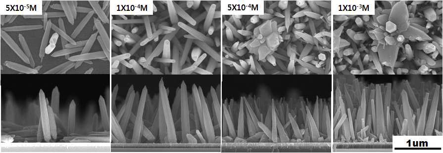 농도별로 제조된 ZnO nanorod