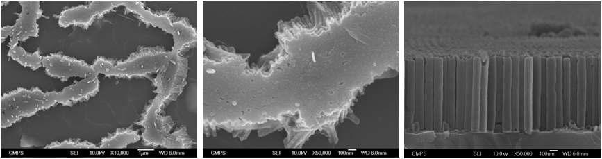 AAO 제거 후 TiO2 nanotube의 SEM image