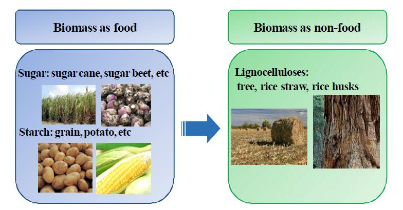 비 식량자원으로서 목질계 바이오매스