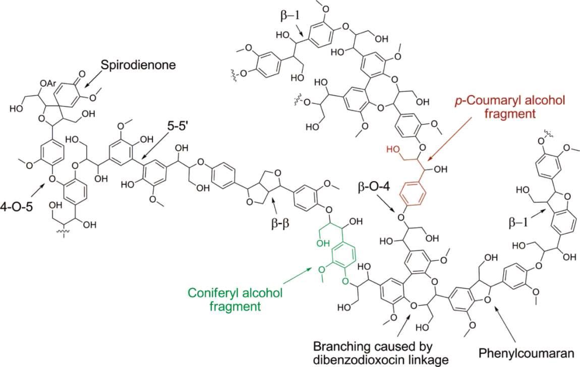 리그닌 내부 결합 종류 및 형태