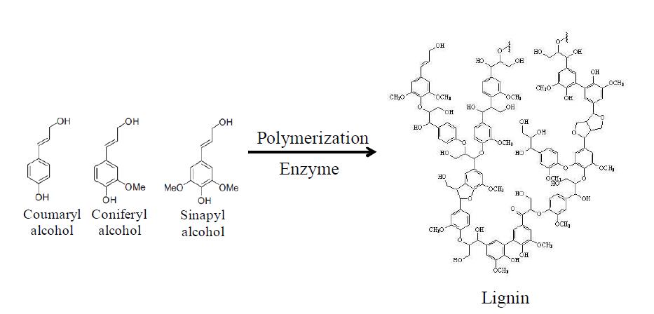 리그닌 단량체의 종류와 효소를 이용한 중합 방법