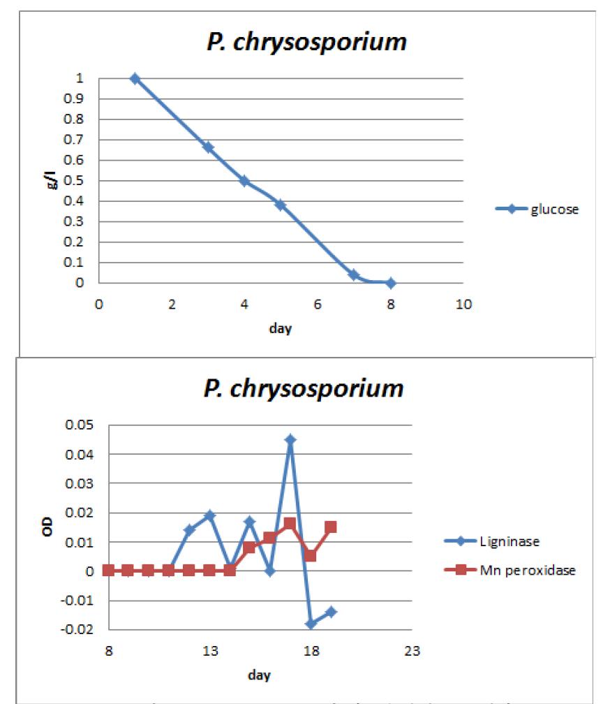 P. chrysosporium의 리그닌 분해 효소 활성