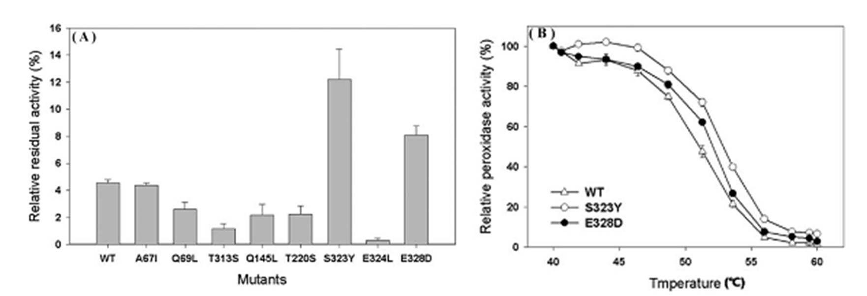 야생형 CiP와 돌연변이형 CiP의 열안정성 비교 (A) 55 °C에서 1시간 동안 처리 후 잔류활성 측정 (B) 다양한 온도 (40~60 °C)에서 1시간 동안 열을 가해 준 후, 잔류 활성 측정