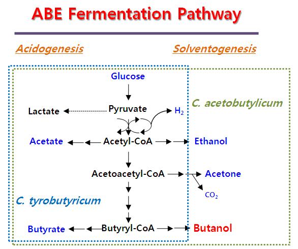 The fermentation pathways found in C. tyrobutyricum and C. acetobutylicum. C. tyrobutyricum is only acidogenic while C. acetobutylicum is both acidogenic and solventogenic.