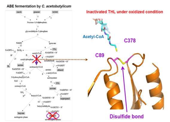 본 연구진에서 규명한 산화상태에서의 biobutanol 합성저해 기작