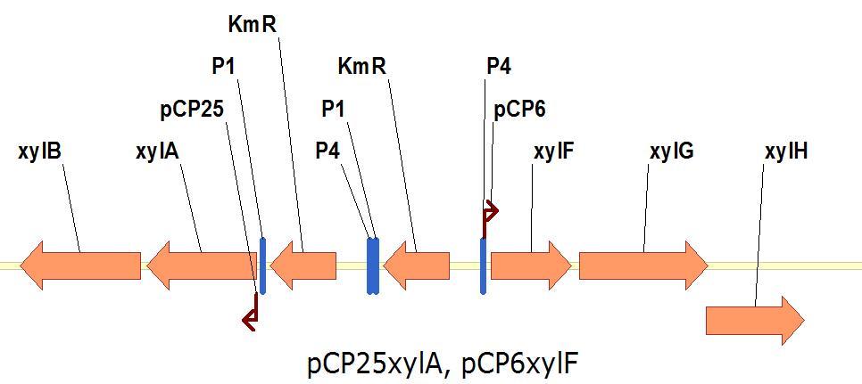 xylose의 catabolism에 관여하는 효소를 암호화하는 오페론(xylAB)과 tranporter를 암호화 하는 오페론(xylFGH)을 각각 synthetic constitutive promoter CP25와 CP6으로 교체함