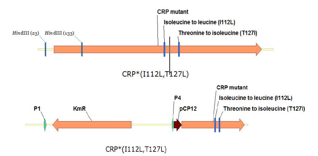 xylose 대사에 대한 glucose effect를 줄이기 위해 cAMP가 없이도 기능을 가지는 CRP mutation(crp*)을 만듦