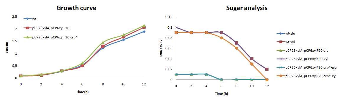 0.05% glucose 와 0.35% xylose를 포함하는 minimal media에서의 wild type, pCP25xylA, pCP6xylF20 그리고 pCP25xylA, pCP6xylF20,crp*의 growth curve와 sugar consumption을 관찰함.