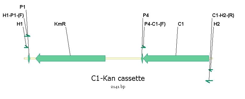 Genomic DNA에 삽입되어진 C1 gene cassette.