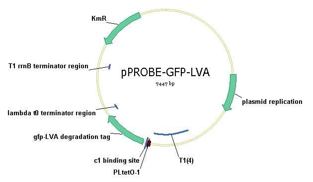 Constitutive Promoter와 C1 binding site를 포함 하는 GFP-LVA reporter plasmid. 빠른 분해를 가능하게 하는 LVA tag를 합성하여 정밀한 유전자 발현시스템 조절 가능