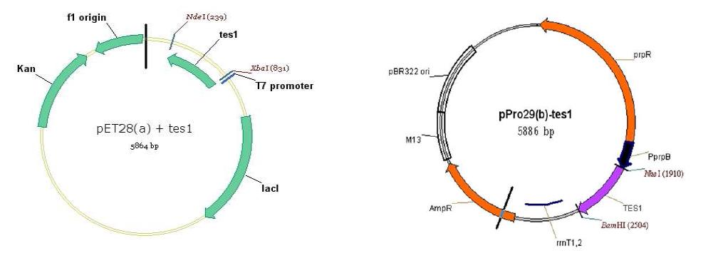 총 6종의 thioesterase는 두 개의 frame vector [pET28(a), pPro29(b)]로 클로닝 하였으며 이를 이용하여 대장균에서 free fatty acid생산 연구진행.