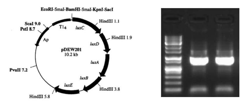 (a) pDEW201 as cloning vector and (b) inserted promoter