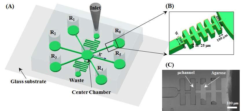 복수개의 hydrolysate Compound 농도 구배를 형성해주는 미세유체장치이며, 대 칭형의 구조를 이용함에 따라 같은 조건하에 여러 번 실험하는 효과를 지님