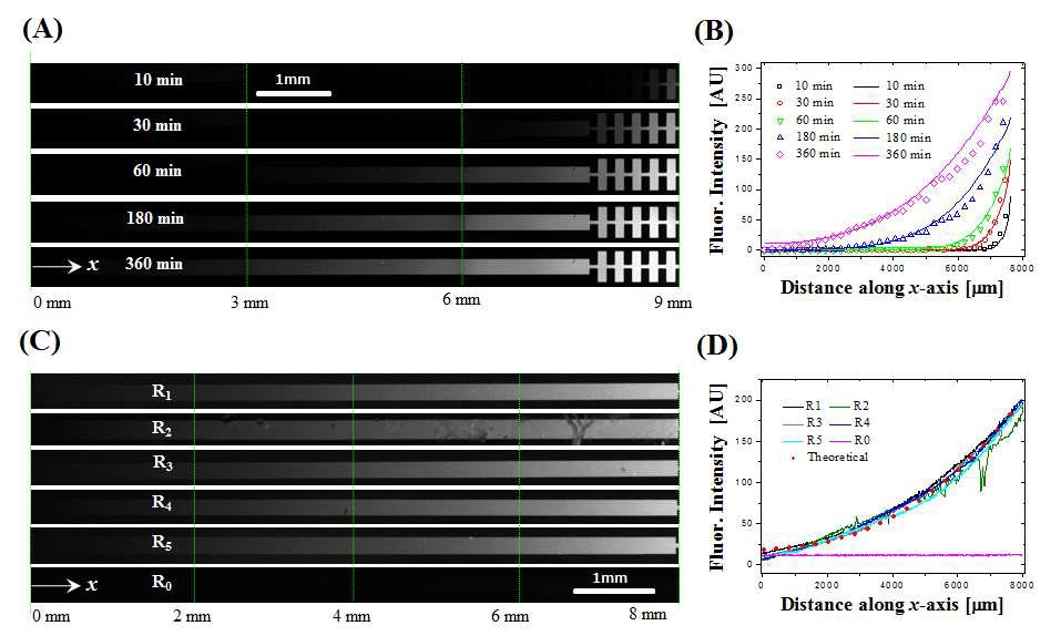 형광다이 (FITC)를 이용하여 마이크로체널내의 선형 농도 기울기를 테스트한 결과이며 안정적인 선형농도 구배의 형성을 가시적으로 확인 할 수 있고 이를 통해 hydrolysate Compound 인가시 비슷한 형상의 농도 구배를 얻을것 으로 판단됨