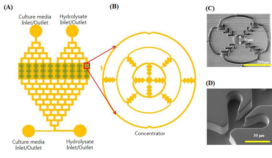 계층식 확산 혹은 축소 구조의 마이크로채널을 이용하여 정확한 비율로 세포 배양액과 hydrolysate를 혼합이 가능한 미세유체장치