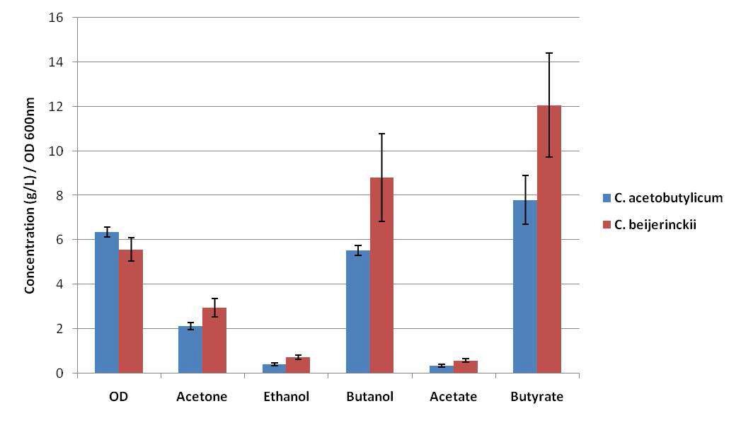 C. acetobutylicum ATCC 824 와 C.beijerinckii NCIMB8052의 콜라발효 결과. ABE외 acetate와 butyrate의 생성과 최대 optical density