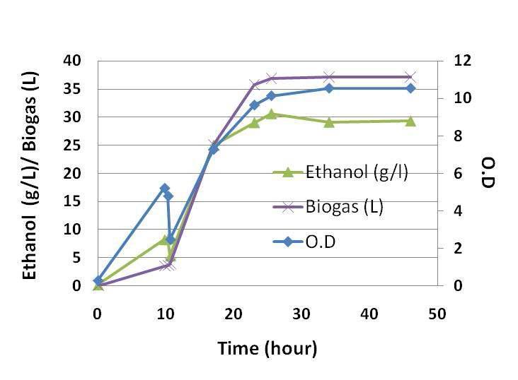 Z. mobiolis의 코카콜라 발효: 에탄올과 바이오가스 생산량과 optical density