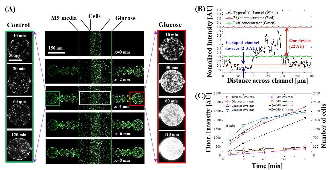 기존의 Y채널과 개발된 집적기를 포함하는 미세유체 장치의 성능의 비교