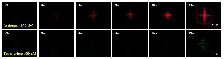 Arabinose와 Tetracycline에 반응하는 재조합 균주를 이용한 균주의 농도별 단일 화학물질의 반응 분석