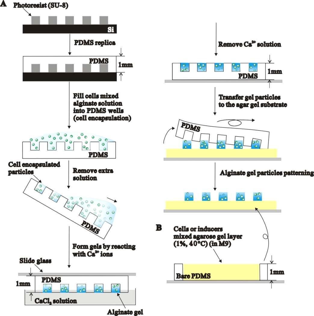 Soft lithography를 이용한 alginate gel microparticle pattern 생성 과정