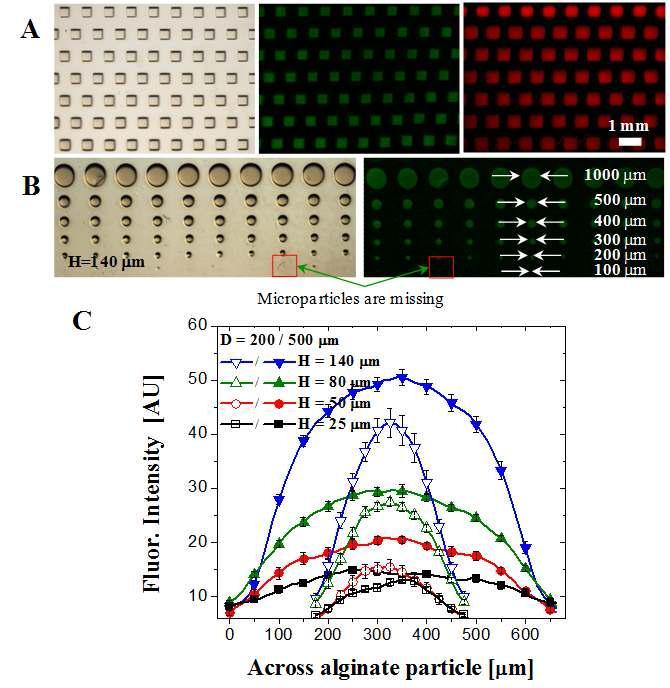 Alginate hydrogel을 이용한 마이크로 수준의 cell patterning