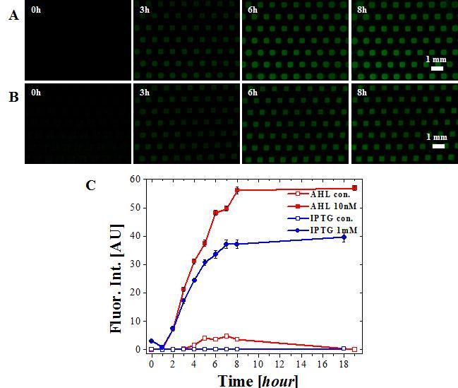 Hydrogel patterning 과 transferring (HPT) 방법으로 extra cellular induction 평가