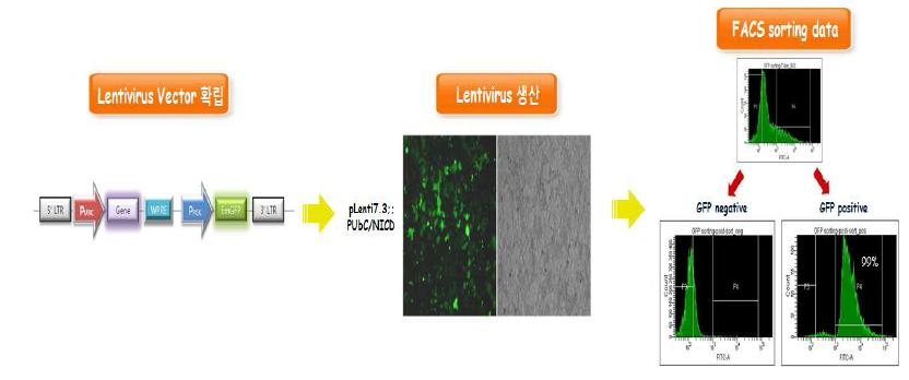 Lentivirus를 이용한 NICD과발현 세포주 분리