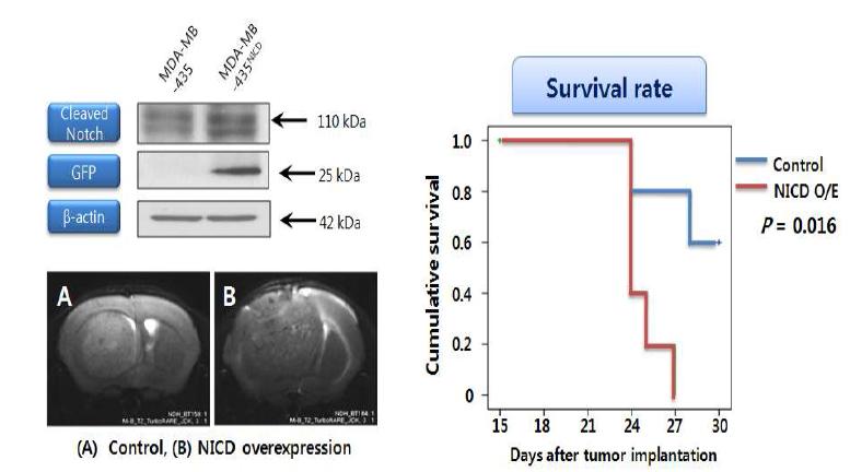 Notch의 활성화에 의한 tumoriogenicity 변화 확인