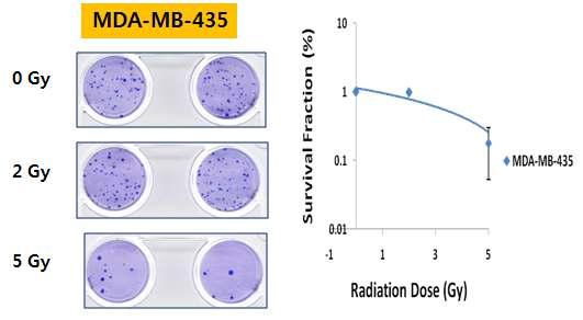 MDA-MB-435 유방암세포에서의 clonogenic activity