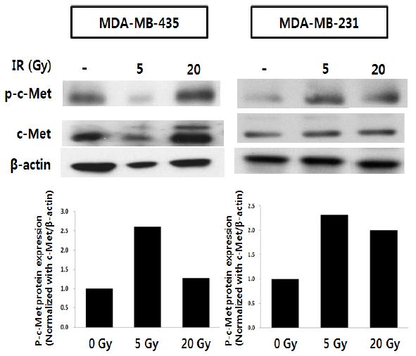 방사선 조사에 의한 p-c-MET 단백질의 발현 증가