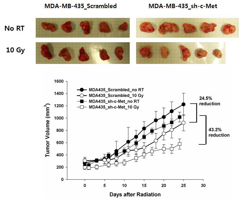 유방암 정위적 동물모델에서 c-MET 유전자 발현 억제에 의한 radio-senstizing 효과 확인