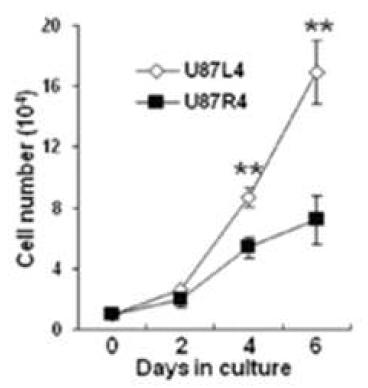 U87MG L4와 R4 세포의 proliferation rate 비교