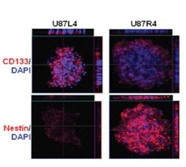 U87MG L4와 R4 세포의 stem cell marker 발현 비교