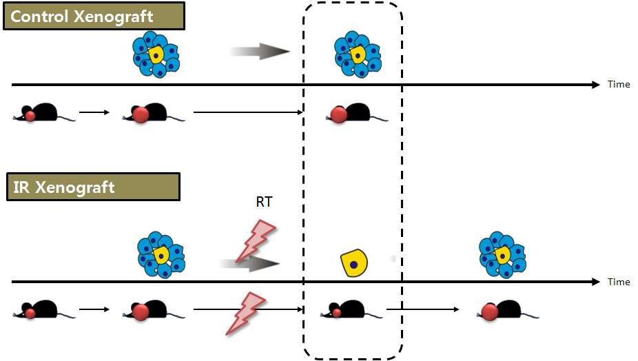 U373과 U87 세포를 이용한 방사선 내성 세포주의 확립