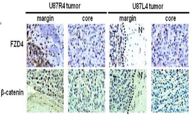 U87MG L4, R4 tumor에서 FZD4, nuclear β-catenin의 발현 확인