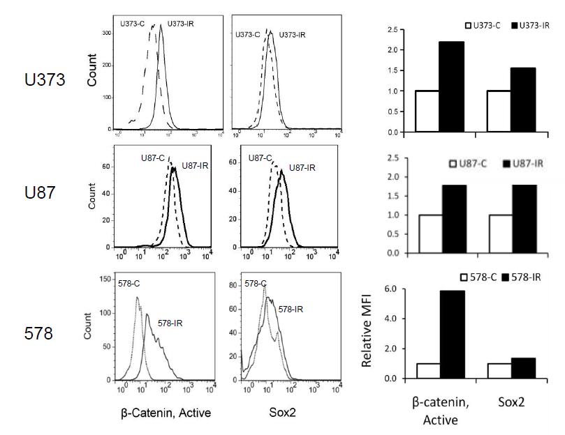 U373-C와 U373-IR에서의 active b-catenin과 SOX2의 발현 변화