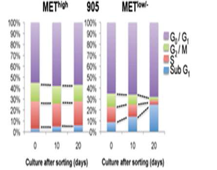 c-MET의 발현량에 따른 세포주기 차이 분석