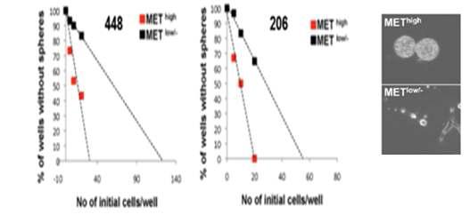 c-MET high and low cell의 clonogenicity 비교