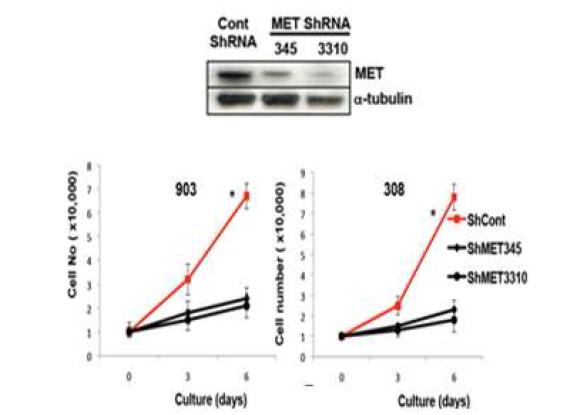 c-MET의 발현 감소에 의한 세포성장속도 억제 효과
