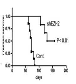 GSCs의 tumor propagation ability에 미치는 EZH2의 영향.