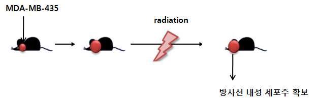 교모세포종 환자유래 세포의 방사선 내성 세포주 확립