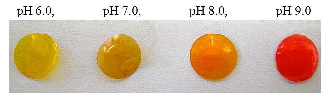 그림 3-1-11 페놀레드 기반의 졸-겔 필름의 pH 변화에 따른 색깔 변화